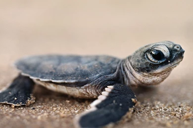 Little, Tortoise, Turtle, Ninja, Funny (