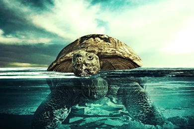 Reptiles: Turtles Underwater Ocean Split Sea Tortoise Beach View ...