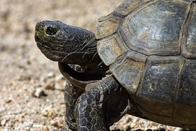 Desert Tortoise Wallpapers And Backgrounds   Animals Town