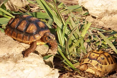 Greek Tortoise Wallpapers By Sakirachan On DeviantArt