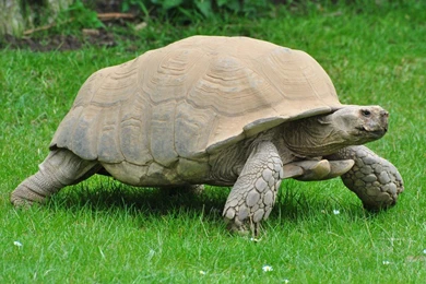 Sulcata Tortoise Wallpapers