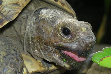 Animals Zoo Park: Tortoise Animals   Tortoise Wallpapers   Pictures