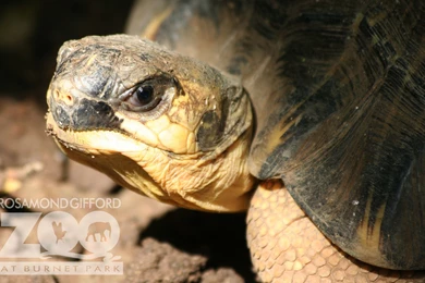 Rosamond Gifford Zoo