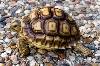 Tortoise Wallpapers   Wallpapers