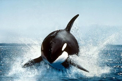 National Geographic Desktop Wallpapers Wide