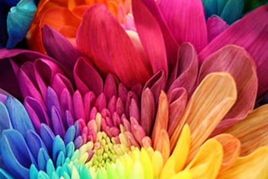 Colourful Flowers