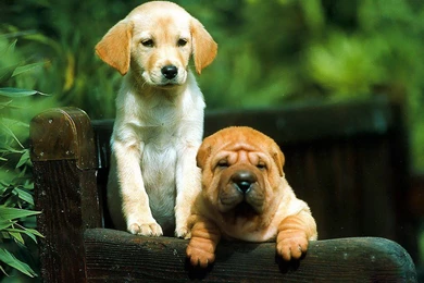 Cute Dogs Wallpapers HD (8)