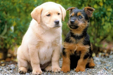 Cute Dog Wallpaper hd wallpaper1 – Armbian