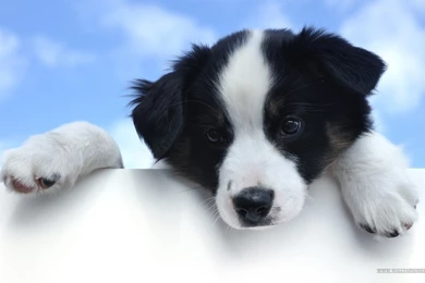 Cute Dogs Wallpapers HD (9)