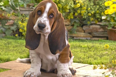 Cute Dogs Wallpapers HD (31)