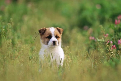 Cute Dog Backgrounds   Wallpapers Cave