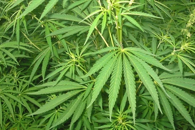 Marijuana Wallpapers   (
