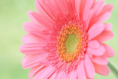 Desktop Wallpaper Images Of Flowers HD Wallpapers Desktop ...