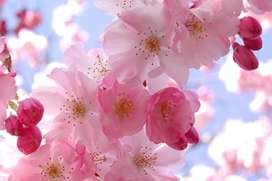 Beautiful Wallpapers Of Flowers For Desktop   ImgMob