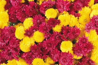 Free Wallpapers   Free Flower Wallpapers   Beautiful Flower ...