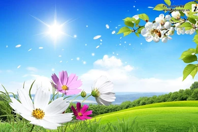 Flowers Wallpapers For Desktop Full Size