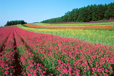 Gardens Wallpaper: File Name Beautiful Flowers Garden Colour Full ...