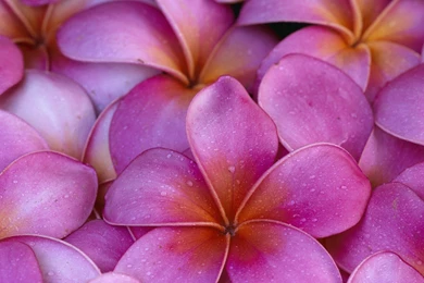 Flowers Hawaii Pink Flowers Plumeria Wallpapers