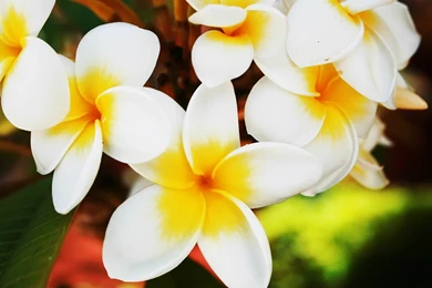 Flowers Wallpapers Photos: Hawaiian Flower Wallpapers