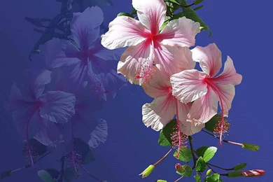 The Starlighters 2012 Summer Casual Dance Page Three