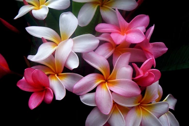 HD HAwaiian Flower Wallpapers HD   HiReWallpapers 507
