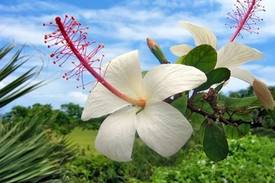 Images Of Hawaiian Flowers   HD Wallpapers Pretty
