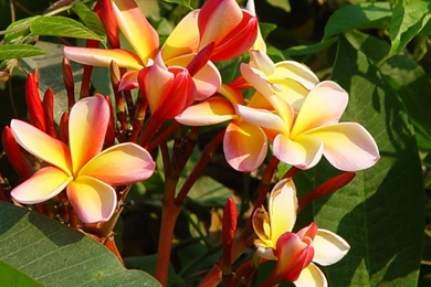 Hawaiian Flower, Exotic Flowers, Wallpapers, Computer Desktop ...