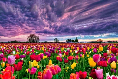 Tulips Field At Sunset Desktop Backgrounds 498470 : Wallpapers13.com