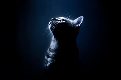 Dark cute cat wallpapers   Cute Cat Wallpapers
