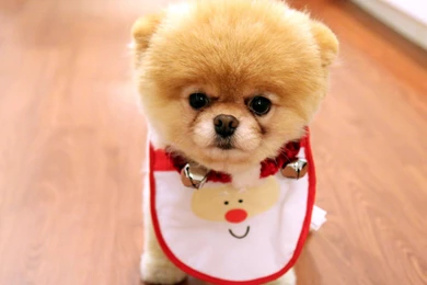 Cute Dog Puppy Wallpapers HD