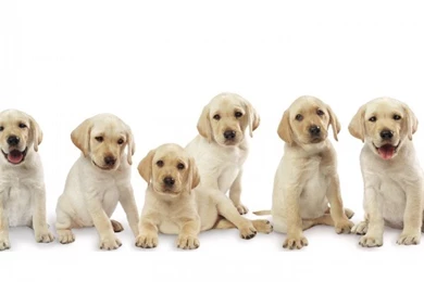 Cute Puppies HD Wallpapers Download   HD Wallpapers Online Free