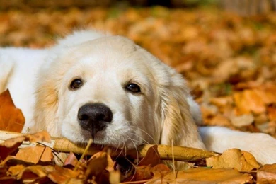 Cute Puppies HD Wallpapers Download   HD Wallpapers Online Free