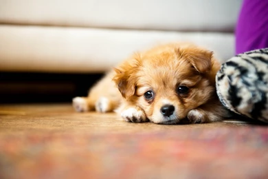 Cute Little Puppies Free Download Wallpapers 4330 Hd Wallpapers ...