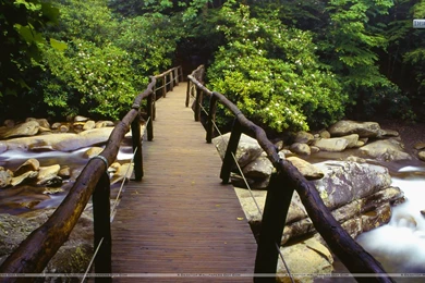 Footbridge And Rhododendrons, Great Smoky Mountains National Park ...