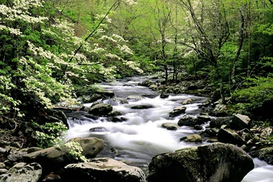 Wallpapers Forest, River, USA, Tennessee, Rock, Middle Prong River ...