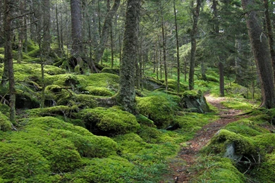 Baxter Creek Trail In Great Smoky Mountains National Park ...