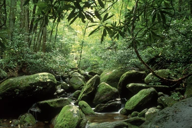 Landscapes Nature Forests Summer Tennessee Forks National Park ...