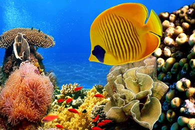 Coral Reef Wallpapers