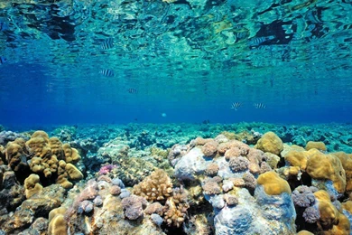 Coral Reef Wallpapers Hd 2 Nature