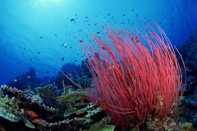 Nature : Coral Reef Wallpapers 150×150 Beautiful Coral Reef HD ...