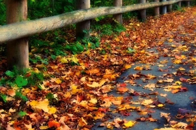 Fall Phone Wallpapers