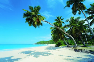 Exotic Palm Beach Wallpapers