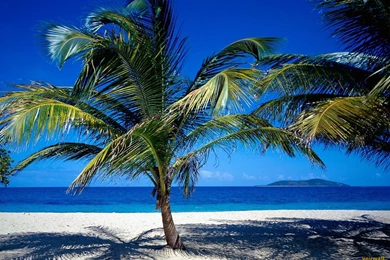 YouWall   Palm Beach Wallpapers   Wallpaper,wallpapers,free ...