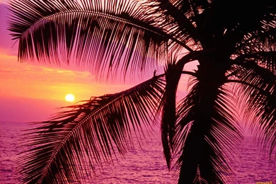 YouWall   Palm Beach Wallpapers   Wallpaper,wallpapers,free ...