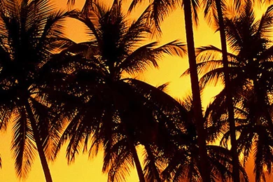 Nature Golden Sunset Palm Beach iPhone 5s Wallpapers Download ...