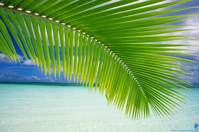 Beach Palm Green Leaf   Beach Wallpapers