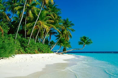 Palm Beach Woods Wallpapers