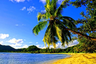 Fonds D'écran Palm   Page 2