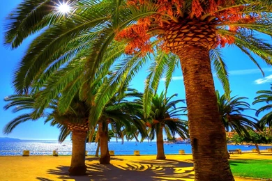 Summer Palm Beach Shadow Wallpapers