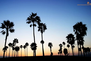 Palm Beach (id: 56391) – BUZZERG